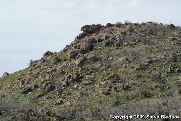 Western Side-blotched Lizard (Uta stansburiana elegans)