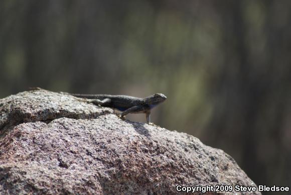 Great Basin Fence Lizard (Sceloporus occidentalis longipes)