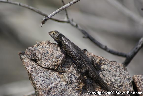 Great Basin Fence Lizard (Sceloporus occidentalis longipes)