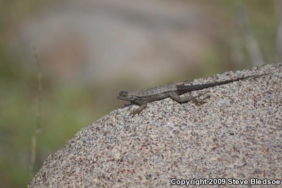 Great Basin Fence Lizard (Sceloporus occidentalis longipes)