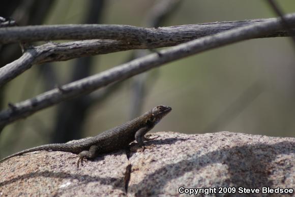 Great Basin Fence Lizard (Sceloporus occidentalis longipes)