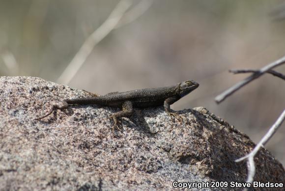 Great Basin Fence Lizard (Sceloporus occidentalis longipes)