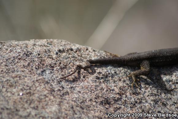 Great Basin Fence Lizard (Sceloporus occidentalis longipes)