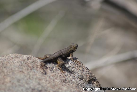 Great Basin Fence Lizard (Sceloporus occidentalis longipes)