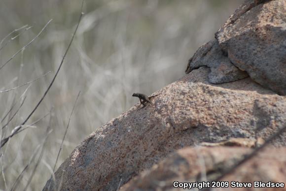 Great Basin Fence Lizard (Sceloporus occidentalis longipes)