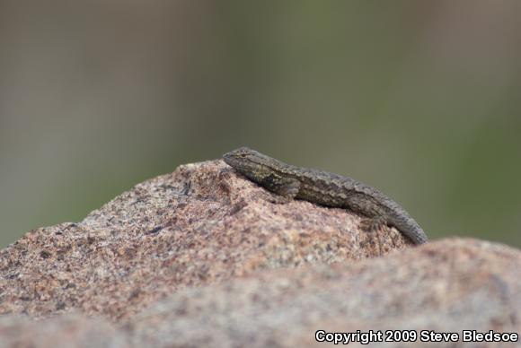 Great Basin Fence Lizard (Sceloporus occidentalis longipes)