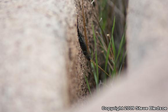 Granite Spiny Lizard (Sceloporus orcutti)