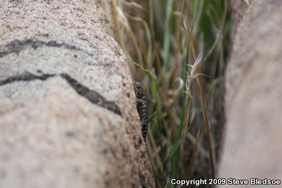 Granite Spiny Lizard (Sceloporus orcutti)