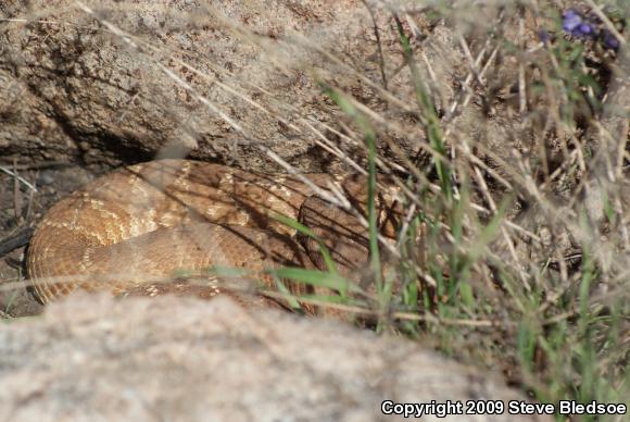 Red Diamond Rattlesnake (Crotalus ruber ruber)