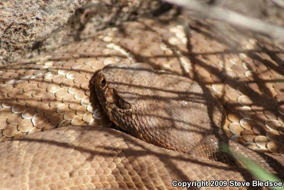 Red Diamond Rattlesnake (Crotalus ruber ruber)