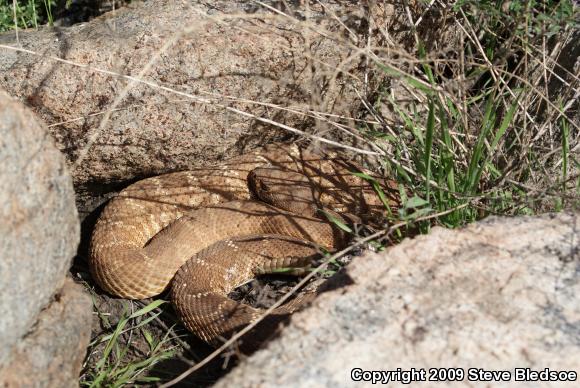 Red Diamond Rattlesnake (Crotalus ruber ruber)