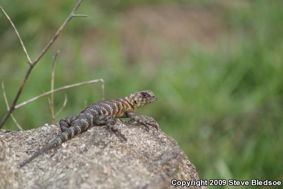 Granite Spiny Lizard (Sceloporus orcutti)