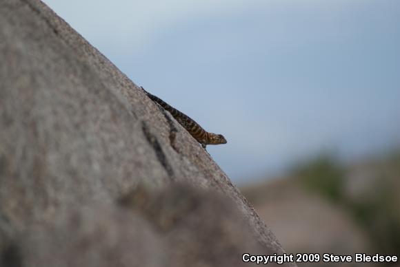 Granite Spiny Lizard (Sceloporus orcutti)