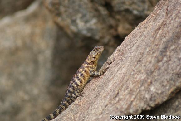 Granite Spiny Lizard (Sceloporus orcutti)