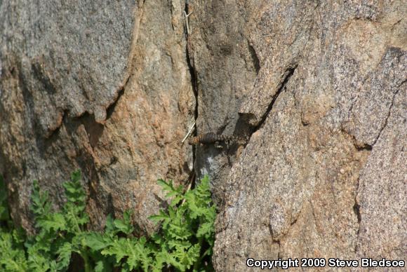 Granite Spiny Lizard (Sceloporus orcutti)