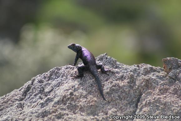 Granite Spiny Lizard (Sceloporus orcutti)