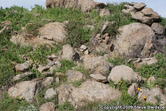 Granite Spiny Lizard (Sceloporus orcutti)