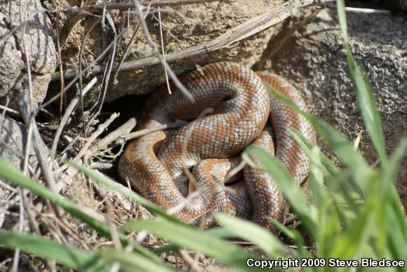 Coastal Rosy Boa (Lichanura trivirgata roseofusca)