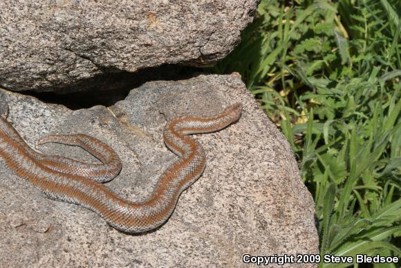 Coastal Rosy Boa (Lichanura trivirgata roseofusca)