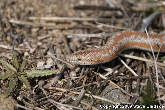 Coastal Rosy Boa (Lichanura trivirgata roseofusca)