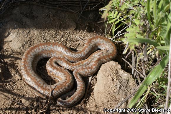 Coastal Rosy Boa (Lichanura trivirgata roseofusca)