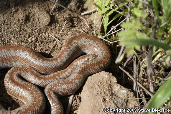 Coastal Rosy Boa (Lichanura trivirgata roseofusca)