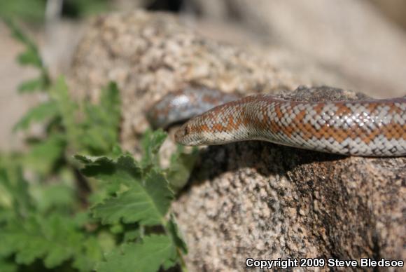 Coastal Rosy Boa (Lichanura trivirgata roseofusca)