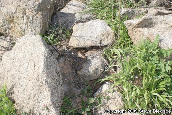 Coastal Rosy Boa (Lichanura trivirgata roseofusca)