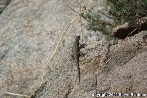 Great Basin Fence Lizard (Sceloporus occidentalis longipes)