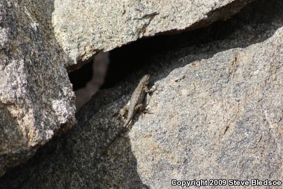 Great Basin Fence Lizard (Sceloporus occidentalis longipes)