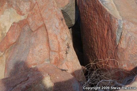 Granite Spiny Lizard (Sceloporus orcutti)