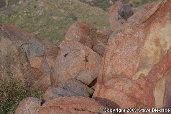 Granite Spiny Lizard (Sceloporus orcutti)