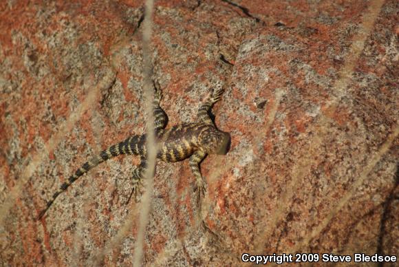 Granite Spiny Lizard (Sceloporus orcutti)