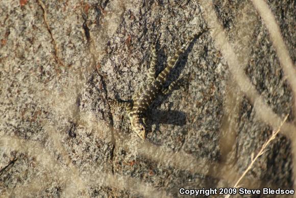 Granite Spiny Lizard (Sceloporus orcutti)