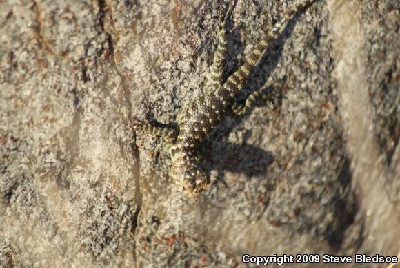 Granite Spiny Lizard (Sceloporus orcutti)