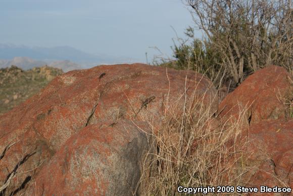 Granite Spiny Lizard (Sceloporus orcutti)