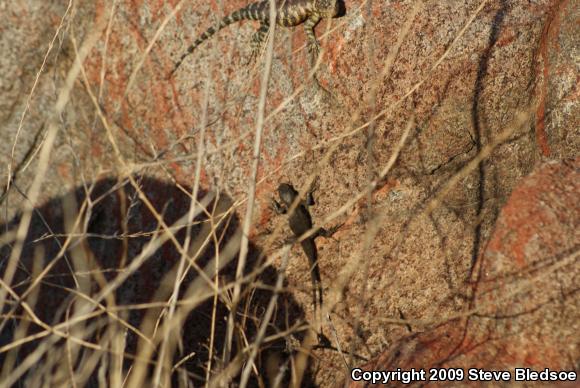 Great Basin Fence Lizard (Sceloporus occidentalis longipes)