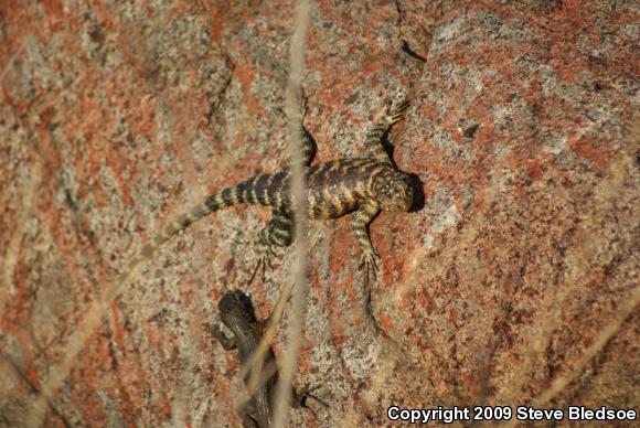 Great Basin Fence Lizard (Sceloporus occidentalis longipes)