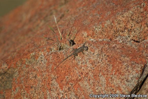 Great Basin Fence Lizard (Sceloporus occidentalis longipes)