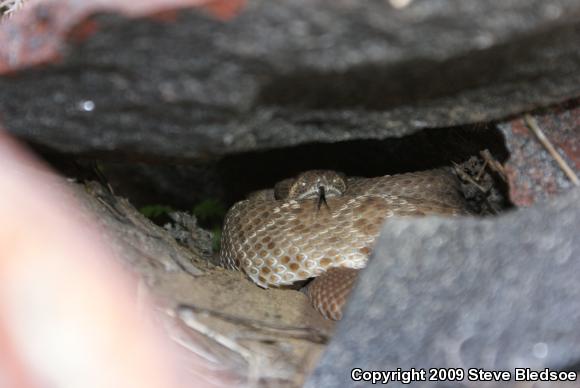 Red Diamond Rattlesnake (Crotalus ruber ruber)