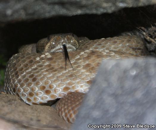 Red Diamond Rattlesnake (Crotalus ruber ruber)