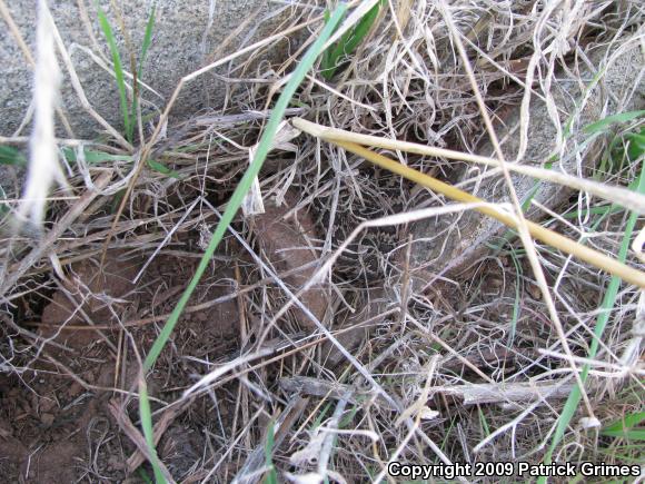 Southern Pacific Rattlesnake (Crotalus oreganus helleri)