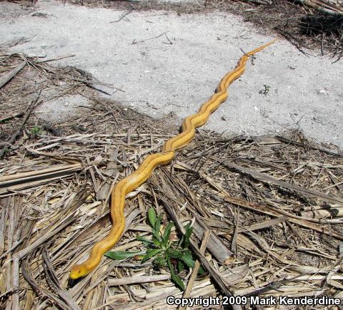 Yellow Ratsnake (Pantherophis obsoletus quadrivittatus)