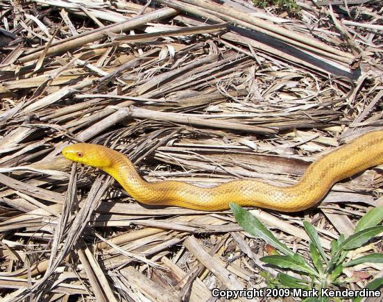 Yellow Ratsnake (Pantherophis obsoletus quadrivittatus)