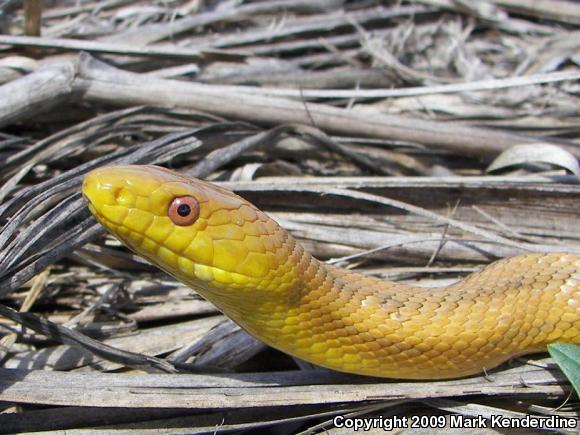 Yellow Ratsnake (Pantherophis obsoletus quadrivittatus)