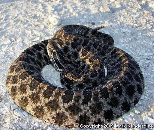 Dusky Pigmy Rattlesnake (Sistrurus miliarius barbouri)