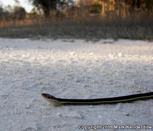 Peninsula Ribbonsnake (Thamnophis sauritus sackenii)