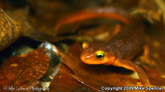 Coast Range Newt (Taricha torosa torosa)