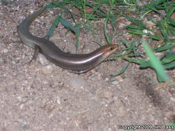 Western Redtail Skink (Plestiodon gilberti rubricaudatus)