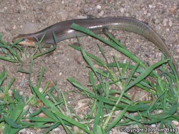 Western Redtail Skink (Plestiodon gilberti rubricaudatus)